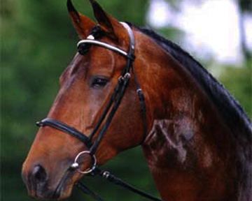 Лошади и человек имеют значительные сходства ДНК. Фото Floranimal.ru