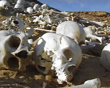 Находка стала результатом 13-летней работы и пяти экспедиций в Сахару. Фото Discovery.com