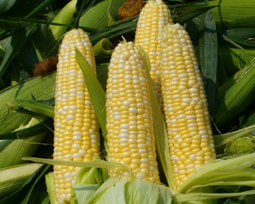коллектив исследователей из разных стран расшифровывал геном кукурузы четыре года. Фото АР