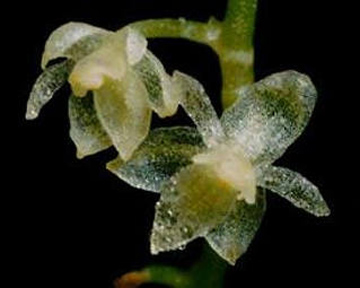 за последние 100 лет было открыто около тысячи новых видов орхидей. Фото Dailymail.co.uk