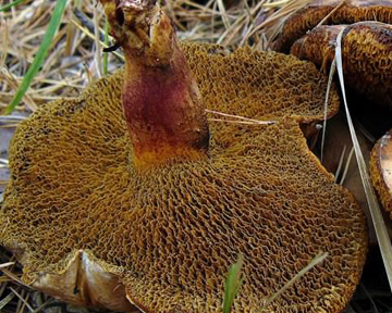 "Идеальное" стороение гриба не встречается в природе. Фото Кraevedenie.net