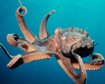В древние времена осьминоги использовали пустые раковины двустворчатых моллюсков. Фото Dirtytack.net