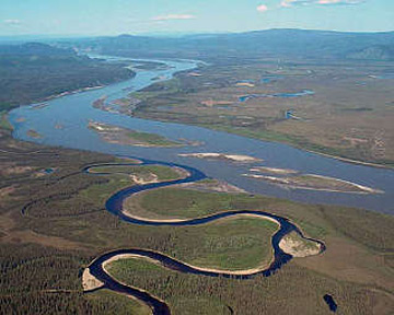 Корни укрепляли берега рек, выравнивая форму русла. Фото с сайта Usgs.gov