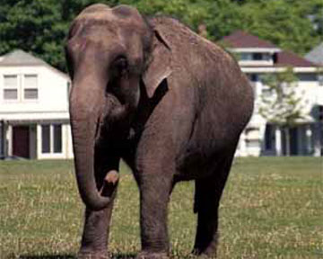 Ученые сравнили слонов с полноприводными автомобилями. Фото Floranimal. ru