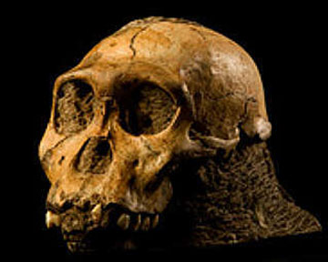 Череп Australopithecus sediba. Фото web.wits.ac.za