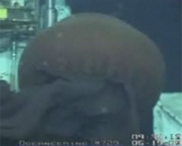 Медуза обитает на глубине более одного километра. Кадр Би-би-си