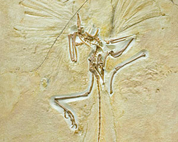 Археоптерикс обитал 150-147 миллионов лет назад. Фото с сайта Ljplus.ru