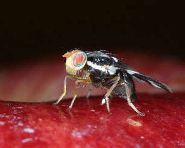 Муха Rhagoletis pomonella помогла учеым сделать открытие. Фото ucdavis.edu