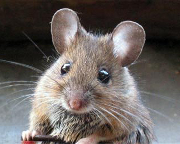 Мыши определяют хищника по запаху. Фото Byaki.net