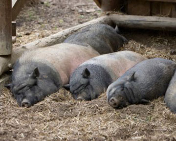 Генетически изменённых свиней отдадут производителям лекарств. Фото GettyImages