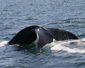 "Крики" требуют от китов повышенных энергетических затрат. Фото Susan Parks