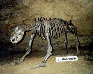 Скелет пещерного медведя. Фото wikipedia.org