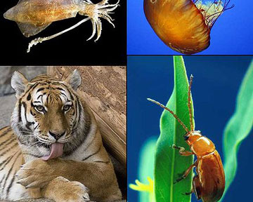 Процессы, происходящие в биологических системах в дикой природе, очень сложны. Фото Wikipedia.org