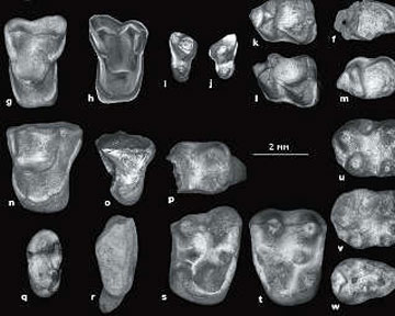 Возраст найденных зубов составляет от 38 до 39 миллионов лет. Фото Nature.com